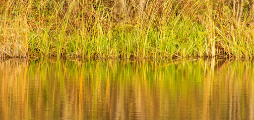 Obraz premium Grass and reed with reflection in the pond