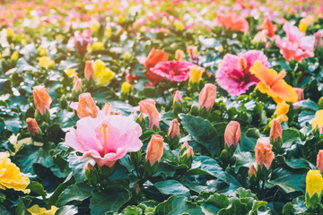 Beautiful of colorful hibiscus flowers in public garden at Ho Chi Minh City, Vietnam.