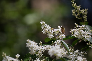 Spring garden. Flowers, Italy.