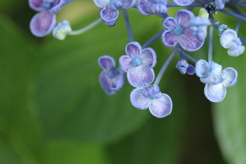Fototapeta na wymiar 美しい渦紫陽花