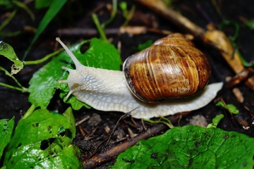 Terrestrial molluscs or land molluscs  are ecological group that includes allmolluscs that lives on land in contrast to freshwater and marine molluscs