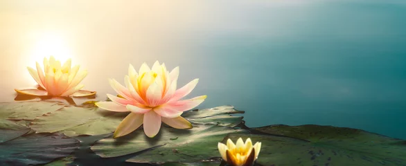 Rolgordijnen lotusbloem in vijver © powerstock