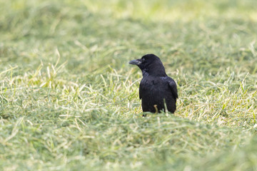 black carrion crow (corvus corone) standing in meadow