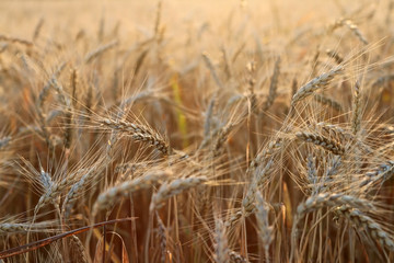 Field of ripe wheat field close up in a shallow depth of field in soft warm light during sunset. Agriculture, agronomy and farming background.