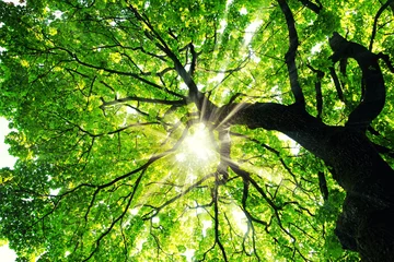 Zelfklevend Fotobehang Maple tree with sunbeams © Anselm Baumgart