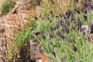 Variety of plants and flowers at flower market, selective focus on flowers, toned image
