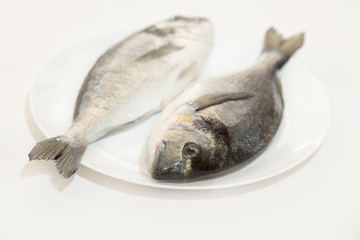 Two raw fresh dorado fish.