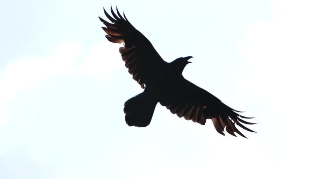 Raven flies across the blue sky Slow Motion