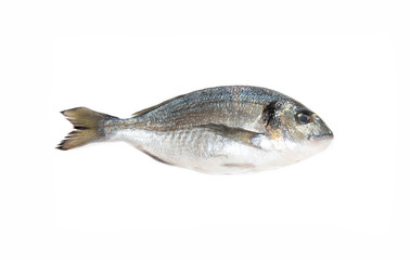 Raw fresh one dorado fish.
