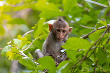 The baby monkey sat looking carefully on the top of the branch.