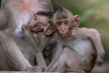 Macaca fascicularis, Macaca fascicularis is a mammal that lives in forests in Thailand and Southeast Asia.