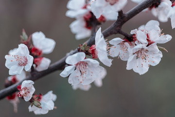 blossom tree branch