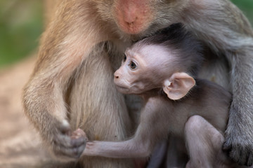 Baby monkey sitting in the embrace of the monkey mother, the love of the monkey mother