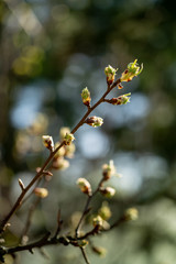 Branch of a tree in spring.