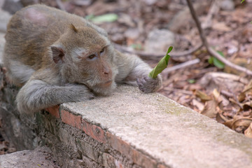 Lazy monkeys stare at the leaves in their hands.