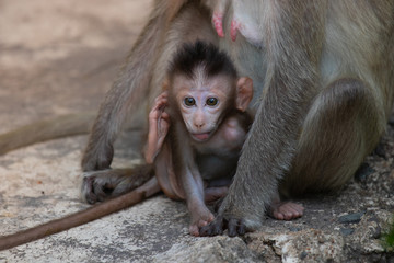 Baby monkey sitting in the embrace of the monkey mother, the love of the monkey mother