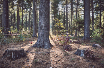 Fototapety na wymiar - Fototapeta24.pl