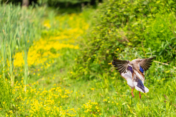 Mallard taking flight
