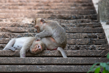Female monkeys look for ticks for males on the steps, Caring for each other's lovers