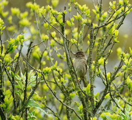 Garten,Hecke,Lebensraum,Garden,Hedge,Habitat