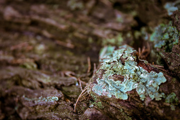 Moss on the trunk