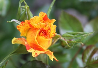 Isolated Garden Rose