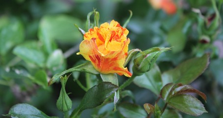 Isolated Garden Rose