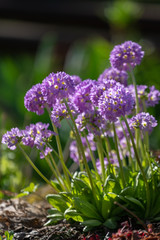 Fototapeta premium Blooming purple flowers in the summer garden.