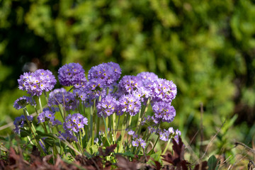 Blooming purple flowers in the summer garden.
