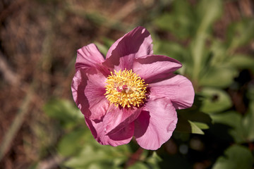 Flowered beautiful flower peony in a spring morning