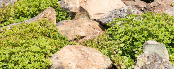 Landscape design background - the grass among the rough stones