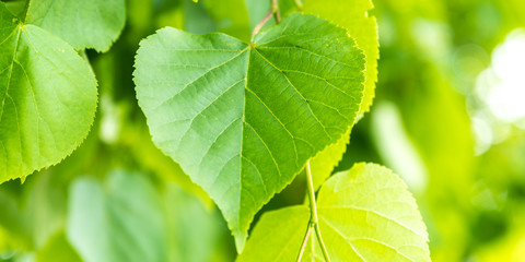 Fototapeta na wymiar Natural plant background - large green leaf close up
