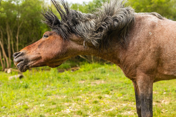 Profile head shake