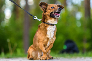 Beautiful dog on a leash posing outdoors.