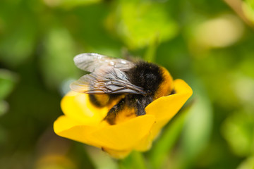 Bumble feast