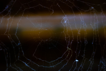 Spider web 5