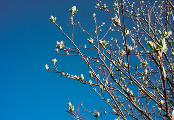 Close up photo of flowers. Bokeh. Macroshooting.