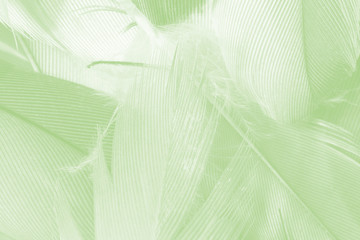 Beautiful feather color light green  pattern  texture background