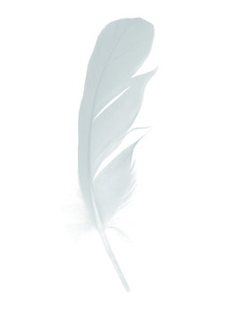 recommend clip art: Beautiful Baby blue colors tone feather isolated on white background