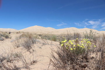 désert des Mojaves, de Mojave