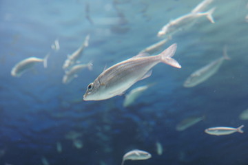 魚、水族館、アクアリウム、aquarium