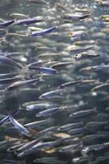 魚、水族館、アクアリウム、aquarium