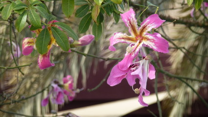 A flower of blooming chorisia