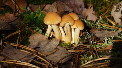 Mushrooms in autumn forest