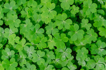 clover leafs nature background