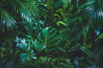 Panele Szklane  Tropikalne liście palmowe