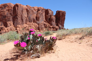 Cactus en fleur , Valley of Fire State Park , Las vegas , Nevada