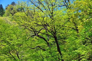 North Korean nature. Forest