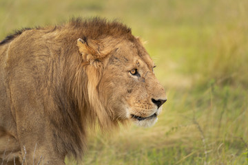 Earless, male lion of the Masai Mara