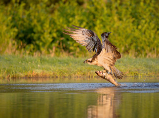 Osprey fishing
